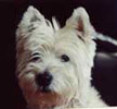 photo du Westie Scotty